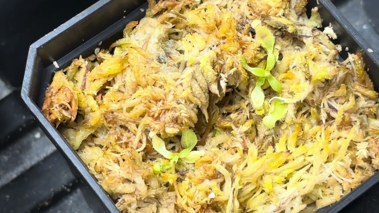 Highland greenhouse tour, January 2025