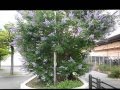 ・JR神戸駅南側舗道の街路樹☆セイヨウニンジンボク（The west Carrot tree/Vitex agnus-castus）