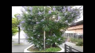 ・JR神戸駅南側舗道の街路樹☆セイヨウニンジンボク（The west Carrot tree/Vitex agnus-castus）