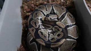 Cutting the first Axanthic/Clown clutch of the season!