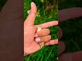 many snails are there?#crab #fish #scorpion #millipede #monkey #shorts #frog #dogs #insects #nature