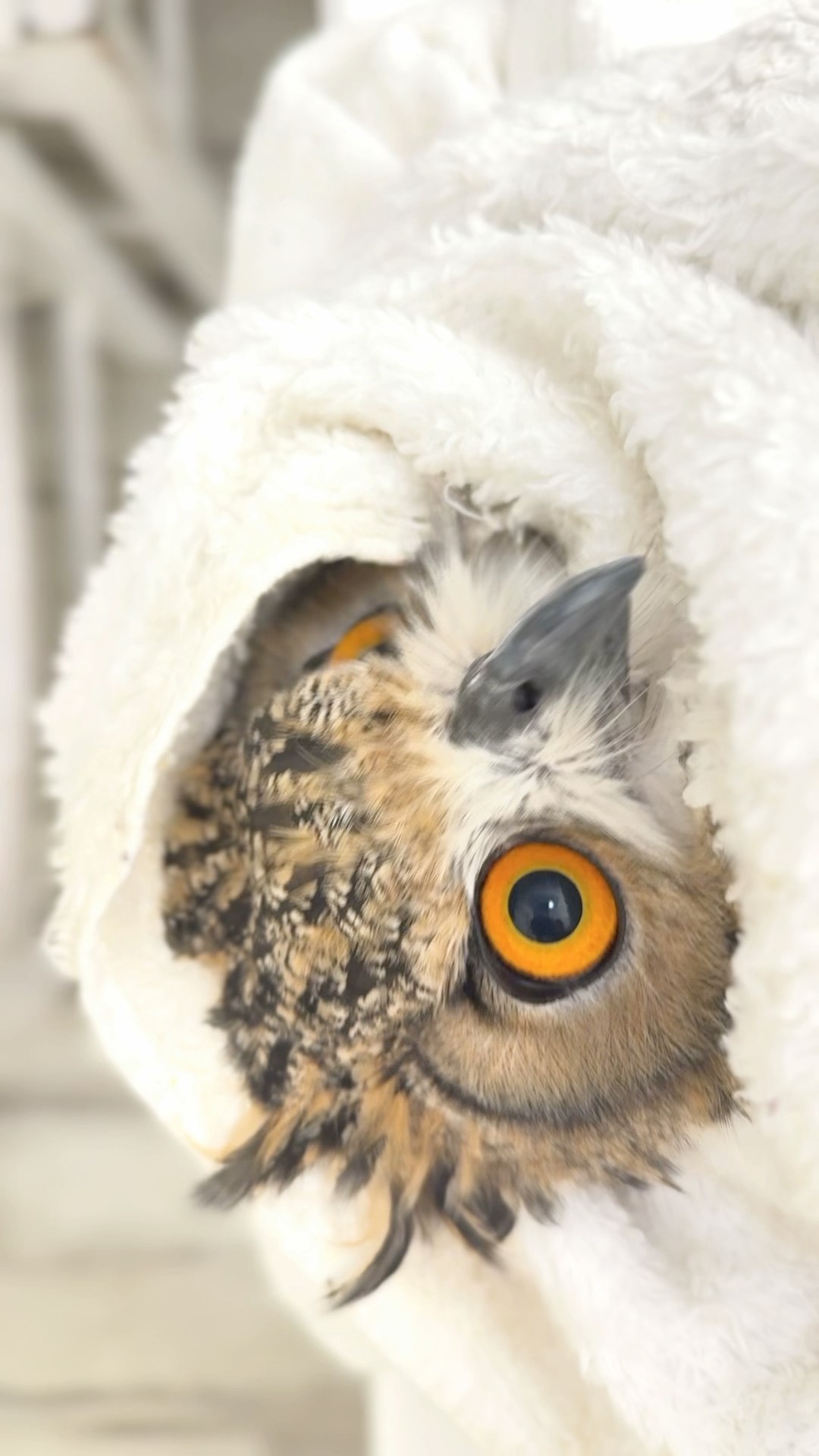✓ #フクロウ 爪とくちばしのケア🦉✨【一日一羽限定】やさしく