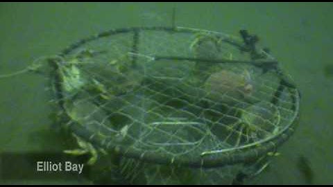 Derelict Gear - Underwater Footage