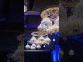Rock'n Rouge ロックン・ルージュ2025 松田聖子