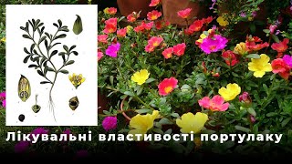Лікувальні властивості портулаку які тебе здивують. Заготівля і зберігання сировини