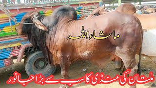 Multan Cow Mandi New Updates(Biggest Bull In Pakistan) #Sahiwalibreed#biggestbull#viral#bakraeid2024