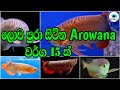 Types of arowana fish in sinhala/arowana sinhala. (Lucky Fish)