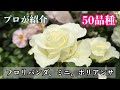 プロが紹介　バラ大苗(FL,Min,Pol)四季咲き50種紹介!　【5月の大苗】