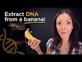 Extract DNA from a banana!