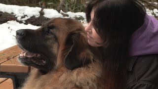 Dog suffers electric shock on mall sidewalk