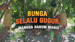 Punca bunga pokok mangga selalu gugur | Hanani Agro Farm
