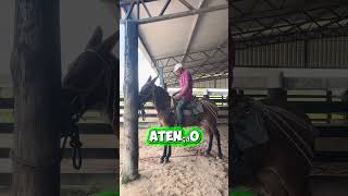 O segredo para montar num burro xucro já no primeiro dia não é coragem. #doma #domademuares #cavalos