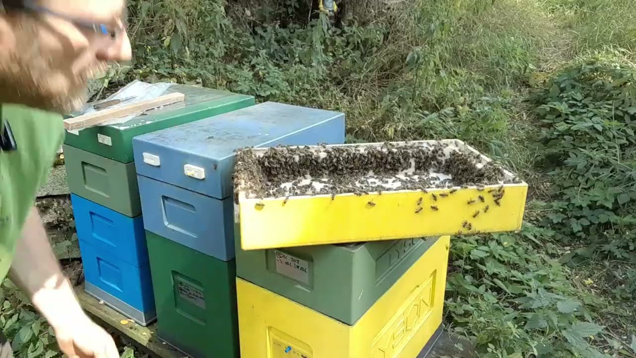 Včelaření v šestirámku - příprava včelstva na zimu + jako vždy povídání navíc..