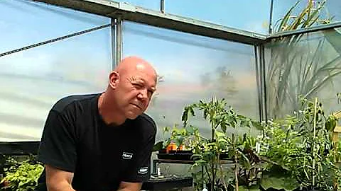 Are Blue tomatoes safe to eat?