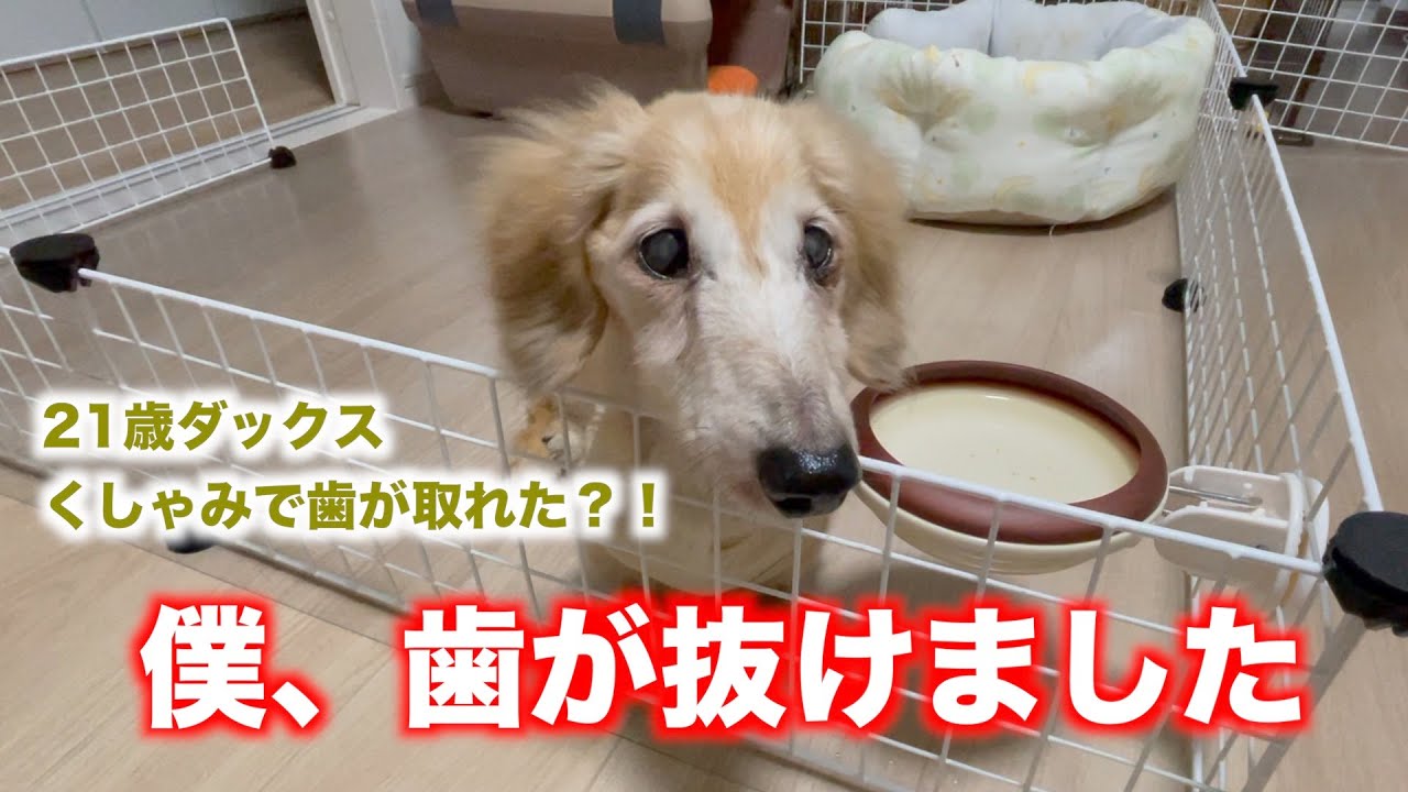 犬 の 歯 が 抜け た 老 犬