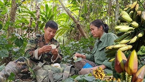 ĐI LẤY DƯỢC LIỆU TRONG RỪNG  • Thu Hoạch Chuối Hột Nơi Hoang Dã
