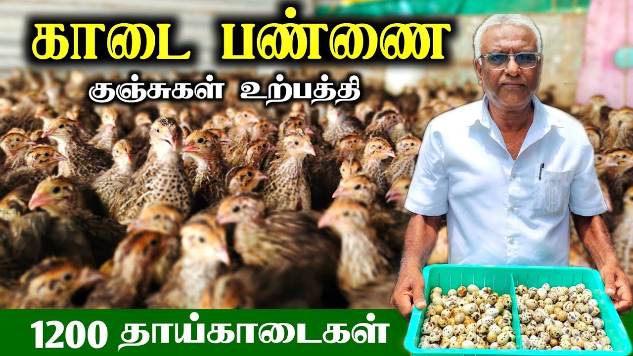 காடை பண்ணை தொடங்கலாமா? 10 வருட அனுபவத்தில்! quail farm