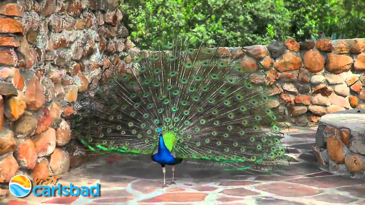 Visit Carlsbad: Exploring Fun Group Activities in the Village