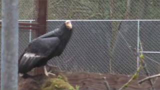 Condor Release