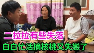 Download Lagu 二拉拉有些失落😞，白白忙活摘核桃，又又又失戀了💔 MP3