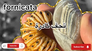 ‏شاهد هذه المجموعة من  ‏التحف والأحجار جميلة #احجار_كريمة #امودو_على_الدراجات 