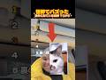 ​【爆笑】自分に似ている動物診断、最後の人だけ完全一致してて草www