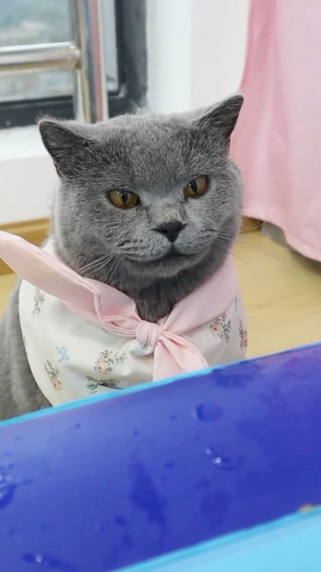 Quick!? Use A Donut To Save That Cute Duck!?? #catvideos #catmemes #trending