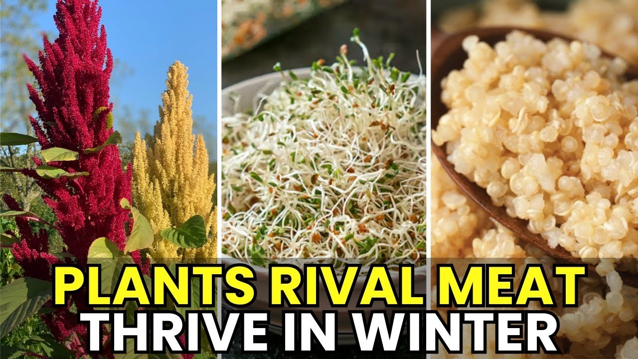 15 Powerful Protein Plants That Rival Meat, Thrive in Winter, and Feed You for Free Naturally