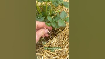 Why I like using straw as a mulch in my garden #garden #mulching #gardening