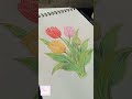 Tulip Drawing || Pencil Colours 🌷
