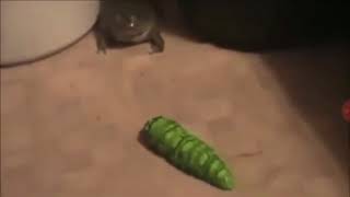 Frog screaming at caterpillar