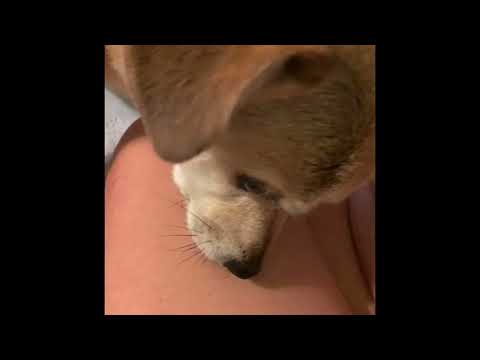 Cute Dog FOX KISSES MAMA’S BOOBOOS with licks