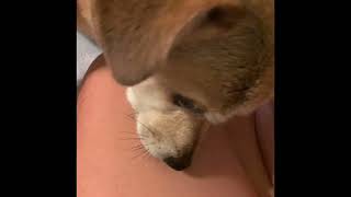 ➤ Dirtydoglinks Com ❤️ Video.Kingxxx.Pro