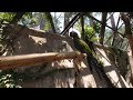 Guacamayas en realidad virtual | Zoológico de Guadalajara | Episodio #10