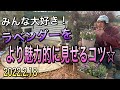 【寄せ植え】パワーアイテム☆ラベンダーをより魅力的に見せるコツ♪