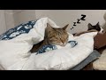 猫にお布団をプレゼントしたら想像の10倍気に入ってしまった