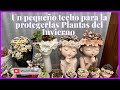 Un pequeno techo para la protegerlas Plantas de la Invierno