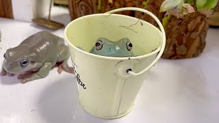 A compilation of frogs that like buckets too much