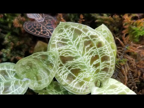 ორქიდეომანია # Jewel Orchid, ძვირფასი ორქიდეები