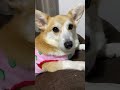 吠えろ　#くきたん #コーギー