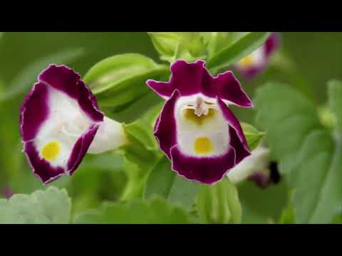 Video: Torenia Wishbone Flower: informazioni sulla coltivazione e cura delle piante di Wishbone