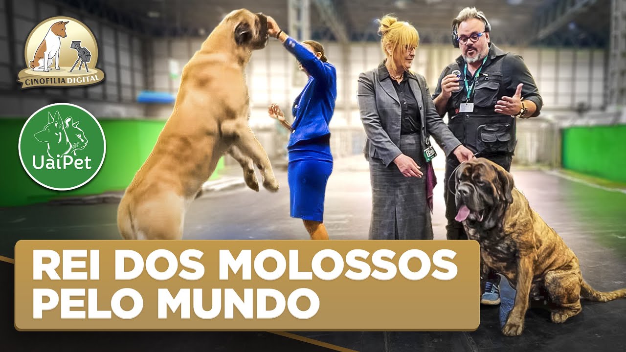 Mastiff Inglês: o rei dos molossos pelo mundo | Cinofilia Digital