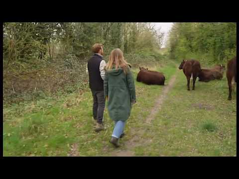 Cattle return to Tolworth Court Farm Fields in rewilding project (rewilding) (UK) 3/Apr/2026