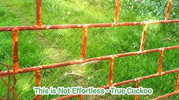 This is Not Effortless True Cuckoo 2023