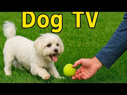 Dog TV | Milo Finds a Ball ๐ฅ But does he play ball ๐ค