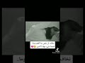 نشيد ويالله كم كترت جراحي اناشيد اسلاميه 