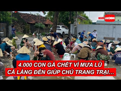 Video 4.000 con gà chết vì mưa lũ, cả làng đến giúp chủ... - youtube