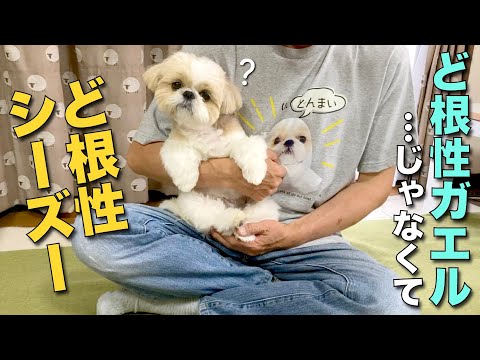 【シーズー】ど根性ガエルならぬ、ど根性シーズー！w（今日のオトンクッキングは、柿ピーが好きすぎて！柿の種クレープ編）【339】