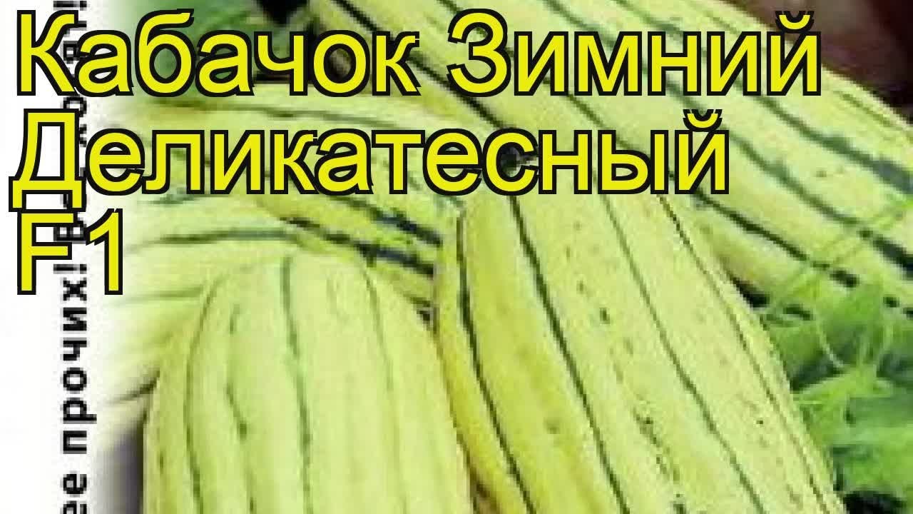 Где Купить Семена Кабачка Зимний Деликатесный