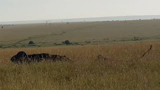 Lion Pride Finds A Buffalo Bull Sleeping But Could Not Keep Him Down